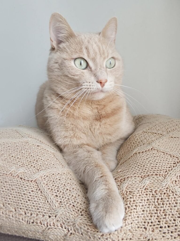 short coated beige cat on white knitted textile