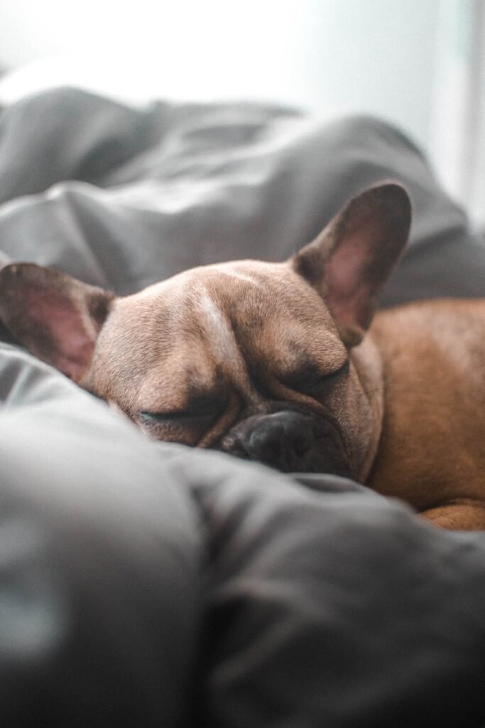 close up of sleeping dog